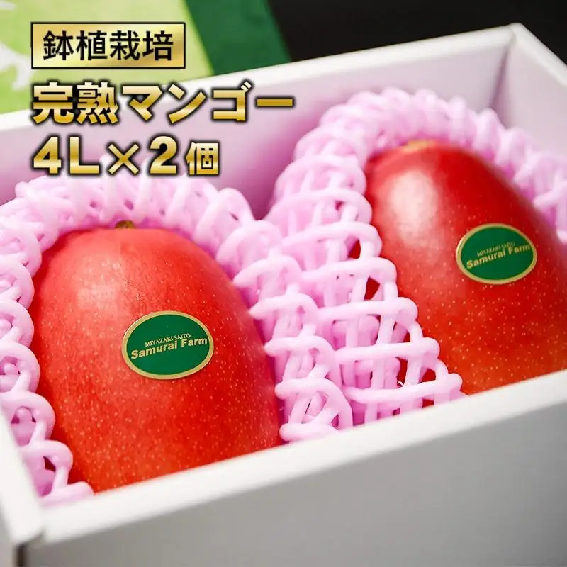 【先行予約】大玉　鉢植栽培 完熟マンゴー 4L×2個 宮崎県西都産 数量限定 サムライファーム 2026年発送＜24-3a＞