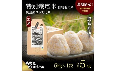 【通年受付】≪令和8年産≫ 農家直送！魚沼産コシヒカリ特別栽培「白羽毛の米」玄米(5kg×1袋) 5kg お米 ご飯 安心