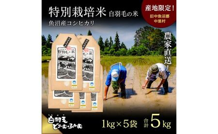 【通年受付】≪令和8年産≫ 農家直送！魚沼産コシヒカリ特別栽培「白羽毛の米」精米 (1kg×5袋) 5kg お米 白米 ご飯