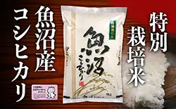 【2025年度産】魚沼産特別栽培米コシヒカリ 10kg お米 おこめ こめ 精米 白米 こしひかり 新潟 