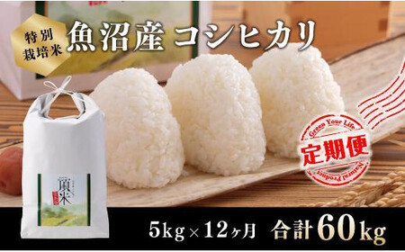 12カ月定期便【特別栽培米】頂米金兵衛 魚沼産コシヒカリ（精米）5kg お米 コメ 