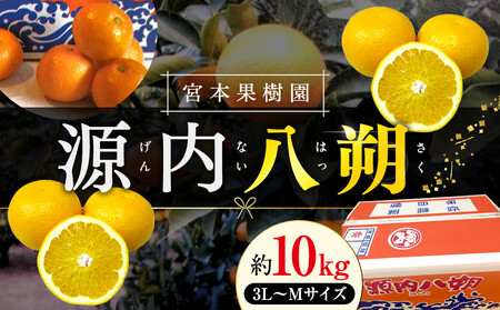 八朔 約10kg 宮本果樹園 源内八朔