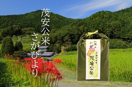 BF029_【令和７年度産新米】 茂安公米 5ｋｇ みやき町産 さがびより【2025年10月中旬過ぎより順次発送】
