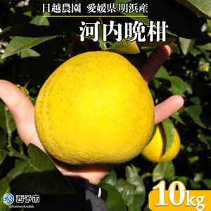 日越農園 愛媛県明浜産 河内晩柑 10kg AHN0003