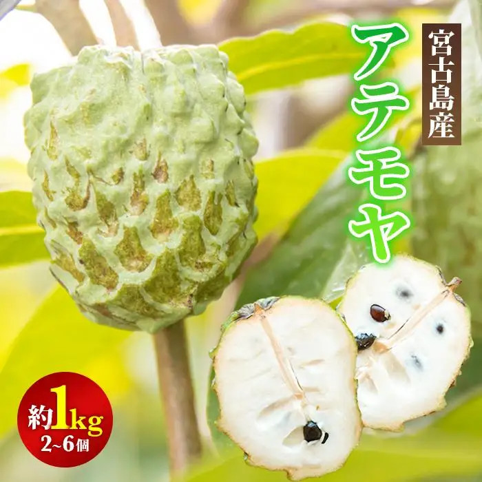 【2027年発送】宮古島産アテモヤ約1kg（２～６個入り）（CV07）