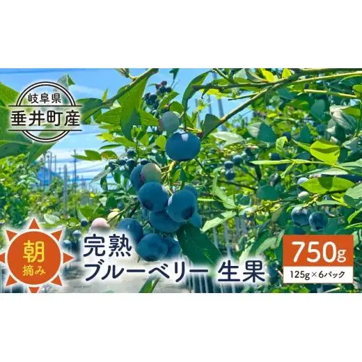 【岐阜県垂井町産】 朝摘み完熟ブルーベリー 生果 750g（125g×6パック）| ブルーベリー 生果 木の実  果実 朝摘み 完熟 甘酸っぱい ジャム デザート 産地直送