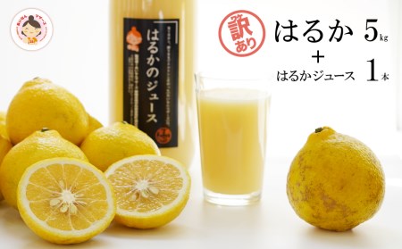 (使用しない)訳あり 完熟 はるか 5kg はるか ジュース 1L 1本 セット 無添加 果汁 100% 柑橘 果物 国産 フルーツ 有名 愛媛 みかん 蜜柑 ブランド オレンジ 愛媛県産 果実 ビタミン 美味しい 生産者 直送 産直