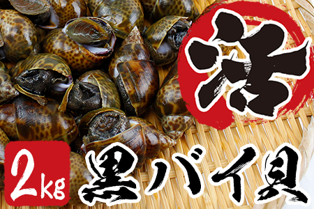 活黒バイ貝２kg（冷蔵便） 富津産