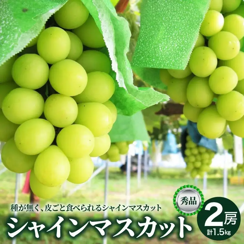 ぶどう（シャインマスカット）２房　合計１.５ｋｇ以上　0025-2611