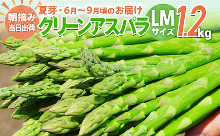 先行予約 アスパラ LMサイズ 1.2kg 朝採り 直送 夏芽 グリーンアスパラガス 朝採れ 数量限定 【2026年6月から9月お届け】 BT07
