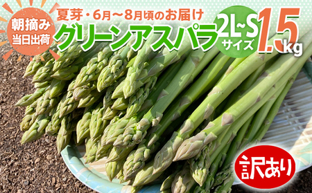 数量限定 訳あり 規格外 アスパラ 2L～Sサイズ 1.5kg 朝採り 直送 夏芽 グリーンアスパラガス 朝採れ 先行予約 【2026年6月から8月お届け】 BT08