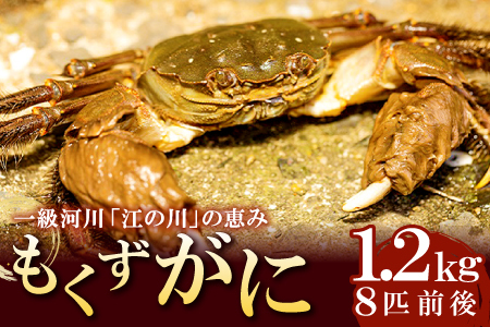 【先行予約】一級河川・江の川の恵み 島根県産 もくずがに 約1.2kg