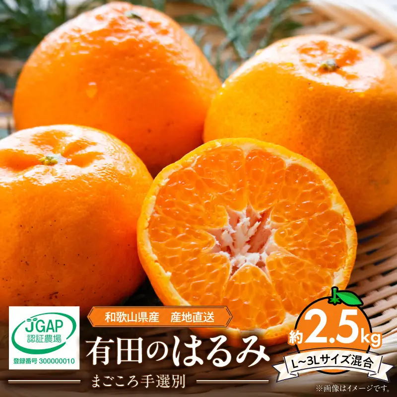 【2027年先行予約】和歌山県産 有田の はるみ 8～11玉 (L～3Lサイズ混合)_ZE6206n