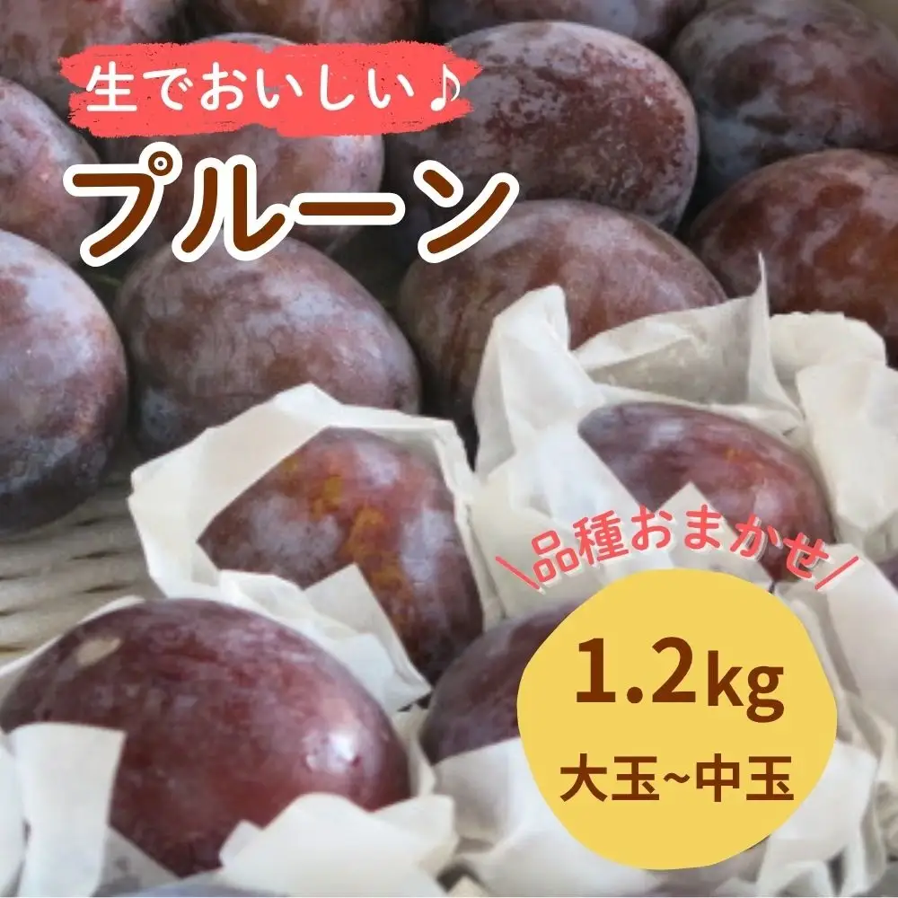 プルーン　１.２ｋｇ　大玉～中玉　0075-2605