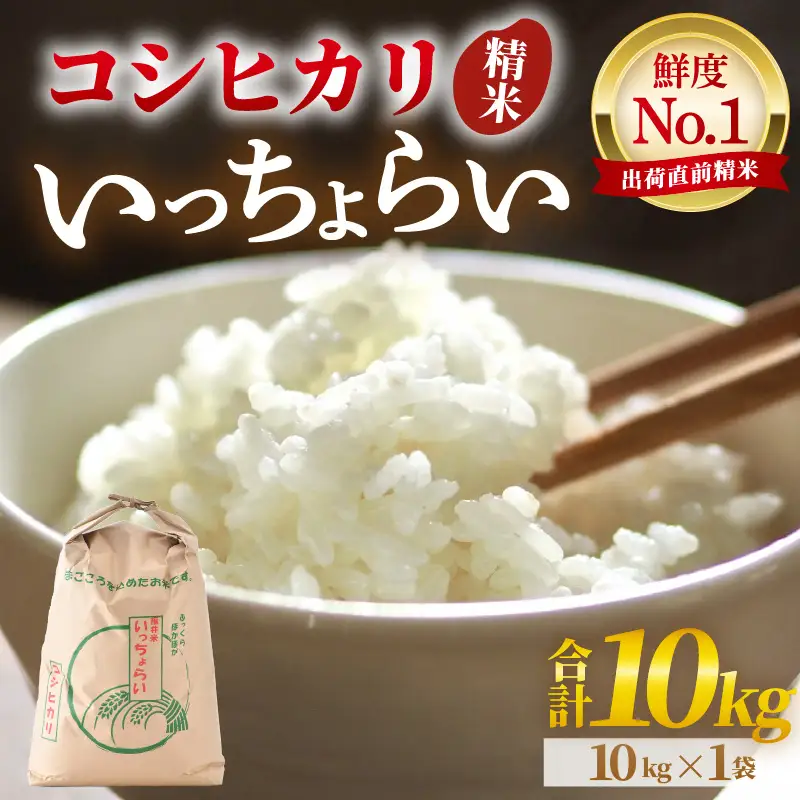 【先行予約】【令和8年産・新米】【一等米】いっちょらい 精米 10kg×1袋 ／ 福井県産 ブランド米 コシヒカリ ご飯 白米 お米 コメ 新鮮 大賞 受賞 新米 福井県あわら産 ※2026年9月下旬以降順次発送予定 [aw012-b029]