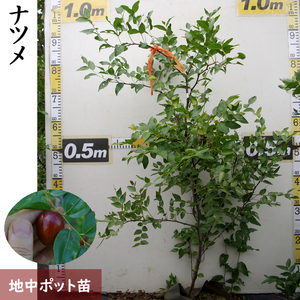 ＜すだ農園＞大苗 ナツメ(棗) 苗木