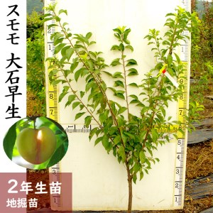 ＜すだ農園＞2年生 苗木 スモモ(李 プラム)大石早生(おおいしわせ)