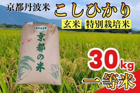 令和8年産 新米 こしひかり 玄米 30kg 米