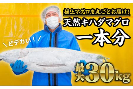 マグロを丸ごと！天然キハダマグロ（最大30kgサイズ）１匹分セット　CH-73