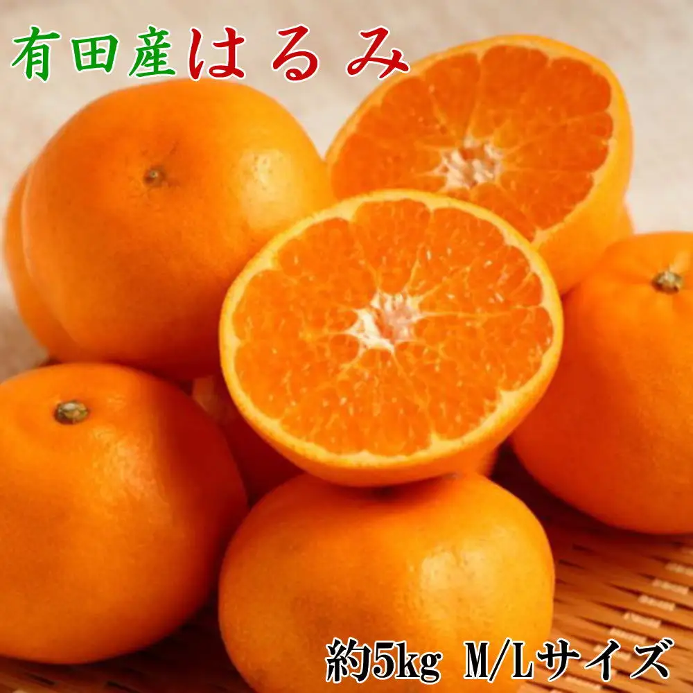 【厳選・濃厚】紀州有田産のはるみ約5kg（M～Lサイズおまかせ） ※2027年1月下旬～2027年2月中旬頃順次発送（お届け日指定不可）【tec914B】