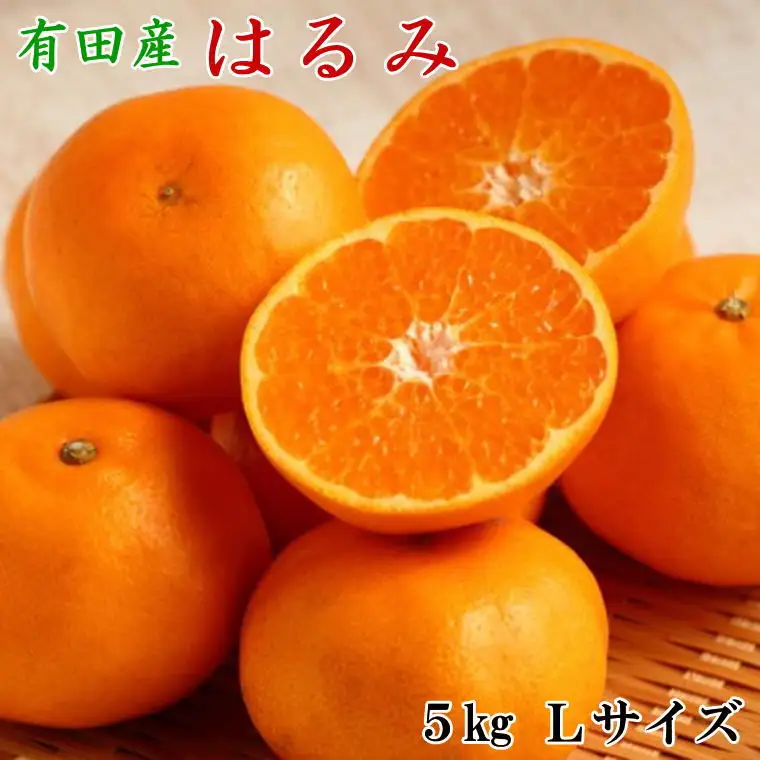 【厳選・濃厚】紀州有田産のはるみ約5kg（M～Lサイズおまかせ） ※2027年1月下旬～2027年2月中旬頃順次発送（お届け日指定不可）【tec914B】