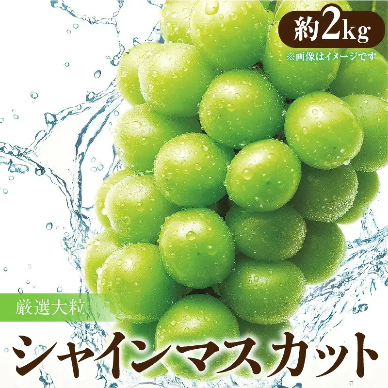 厳選 「ハウスシャインマスカット」 約2kg
