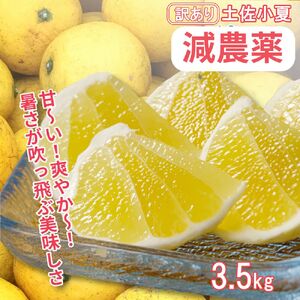 令和9年5月発送予定 訳あり小夏3.5キロ（白浜農園の減農薬小夏） 柑橘 みかん フルーツ 日向夏 果物 ワケあり 傷 訳 家庭用 自宅用 特産【R01152】