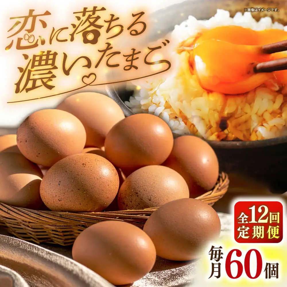 定期便（全12回）素直な恋たまご 60個 [JAP005] 定期便
