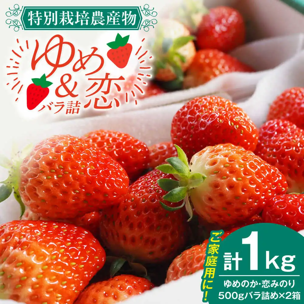 【先行予約】家庭用 いちご 1kg（ゆめのか/恋みのり） [JEO002] イチゴ 苺