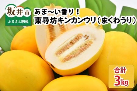 東尋坊キンカンウリ 3kg (500g × 6個入) まくわうり 瓜 [A-10241]