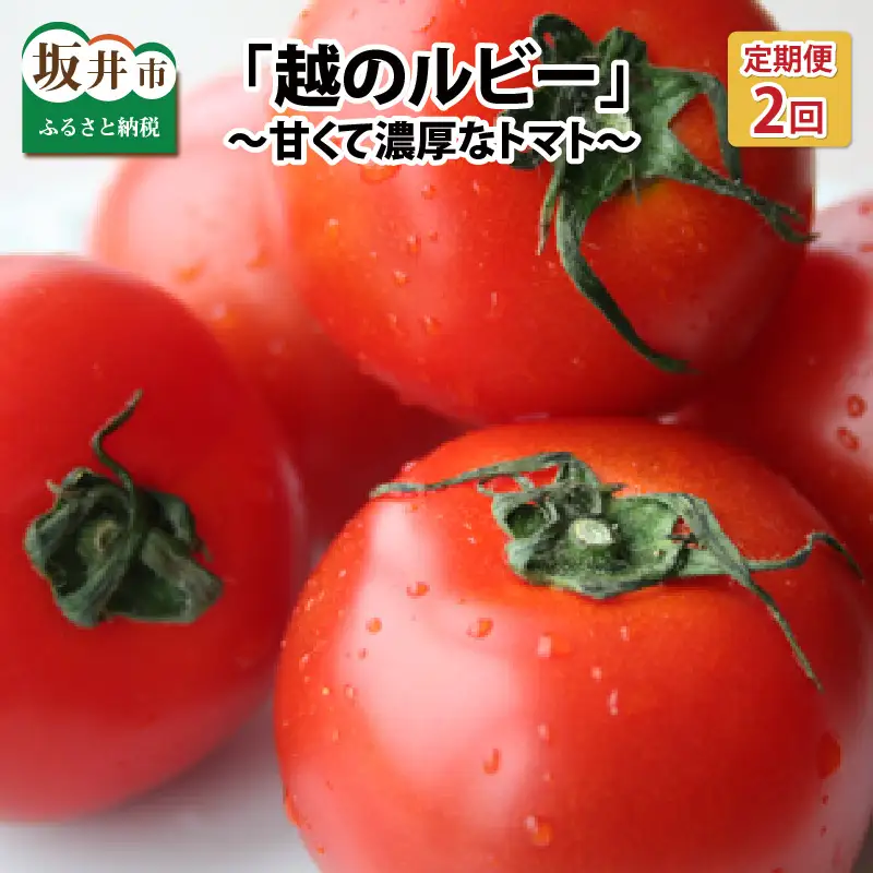 【先行予約】 定期便 年2回お届け「越のルビー」 1.8kg (計3.6kg)　～甘くて濃厚なトマトをお届けします～ 【1回目：2027年6月中旬以降順次発送 / 2回目：2027年9月中旬以降順次発送】 [B-1101]