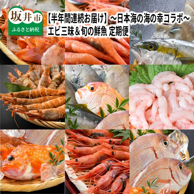 【先行予約】【6ヶ月連続お届け】エビ三昧＆旬の鮮魚 定期便 ～日本海の海の幸コラボ～【2027年3月より発送開始予定】 [F-8504]