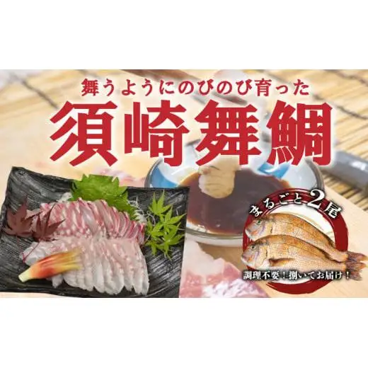 【 須崎真鯛 】 須崎真鯛2匹分
