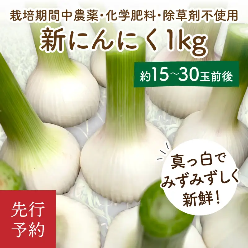 【先行予約】【数量限定40】新にんにく1kg（15玉～30玉前後） にんにくコンフィレシピ付き（栽培期間中農薬・化学肥料・除草剤不使用）（2027年6月上旬～発送）