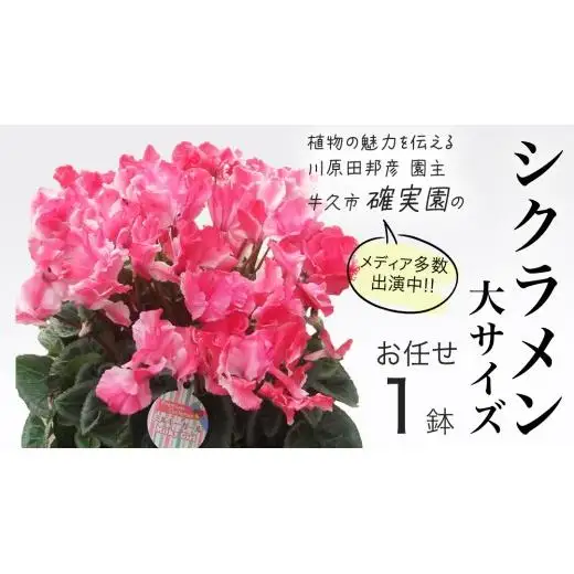 シクラメン 「大サイズ」【 おまかせ 1点 】