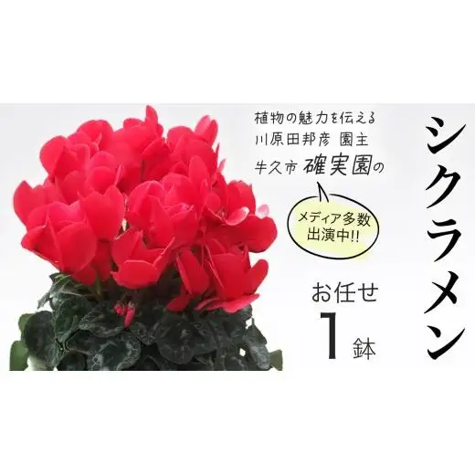 シクラメン【 おまかせ 1点 】