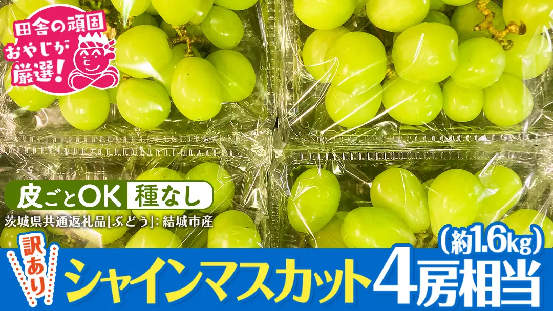 【 訳あり 】 シャインマスカット 4房相当（約1.6kg） 【2026年9月より発送開始】 （茨城県共通返礼品 [ぶどう]：結城市産） フルーツ 果物