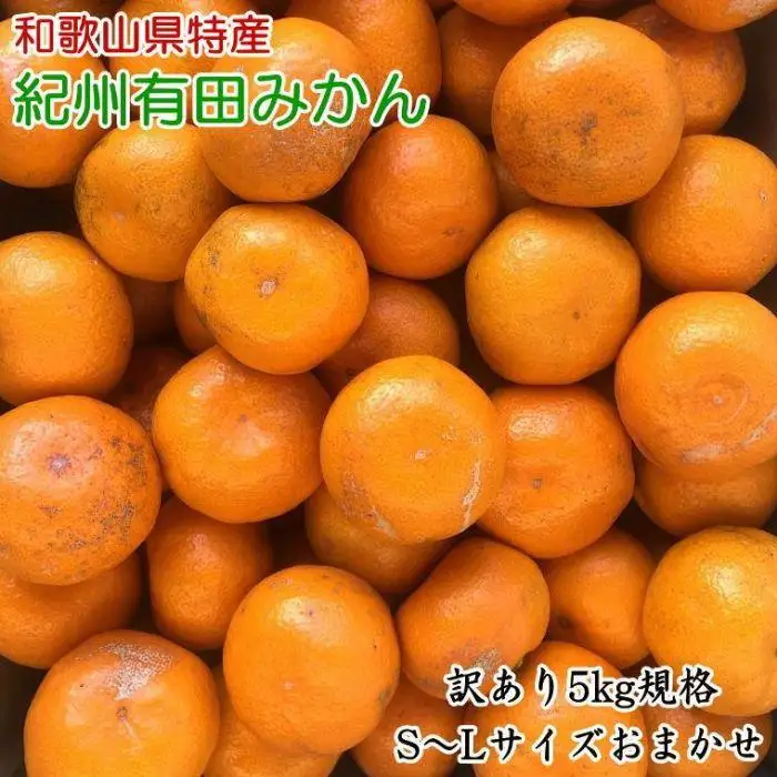 [訳あり]和歌山有田みかん約5kg（S～Lサイズいずれかお届け）★2026年11月中旬頃より順次発送［TM81］