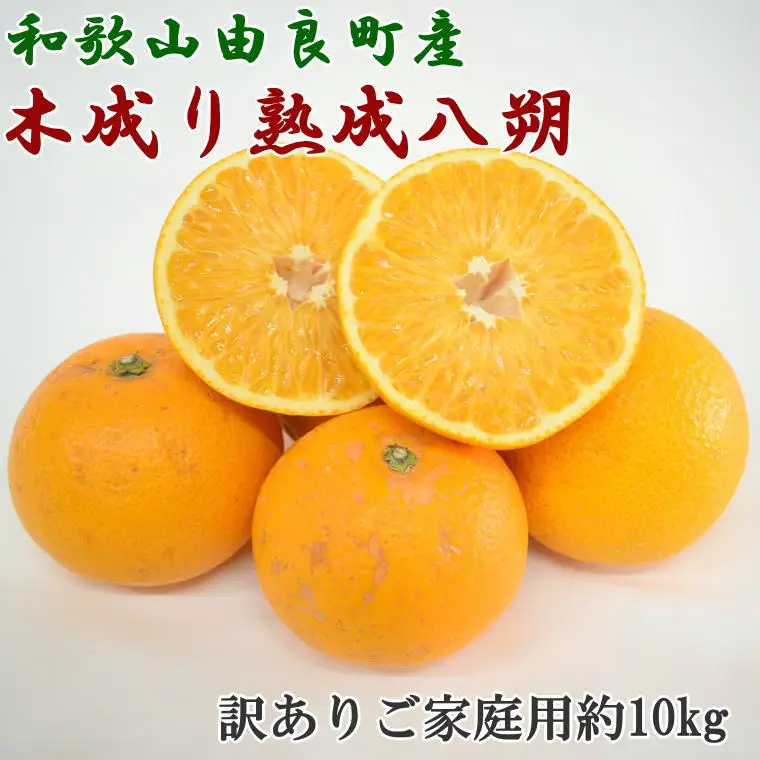 【先行予約】【産直】和歌山由良町産の木成り熟成八朔訳ありご家庭用約10kg（サイズ混合）※2027年3月中旬～2027年4月中旬頃に発送（お届け日指定不可）【tec916C】