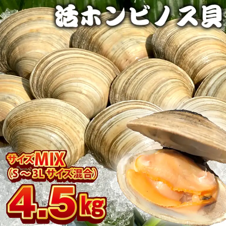 漁師直送！活ホンビノス貝4.5kg（サイズミックス）