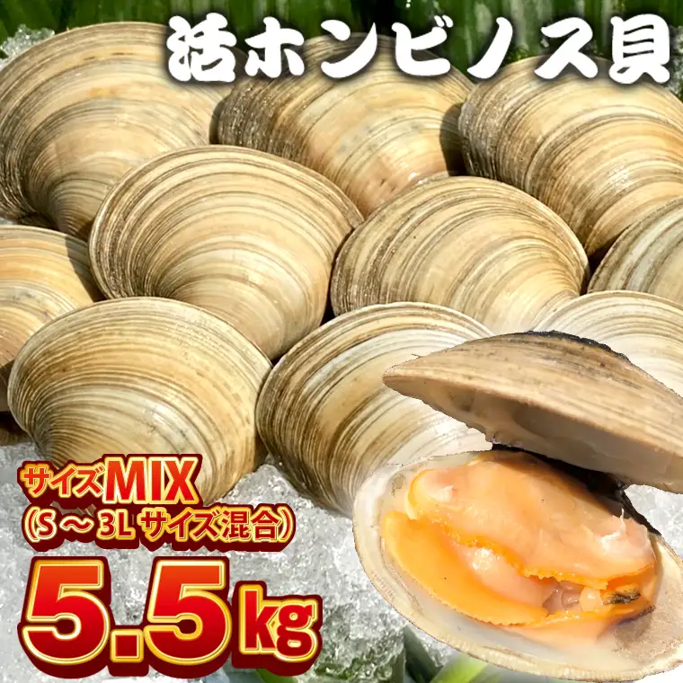 漁師直送！活ホンビノス貝5.5kg（サイズミックス）
