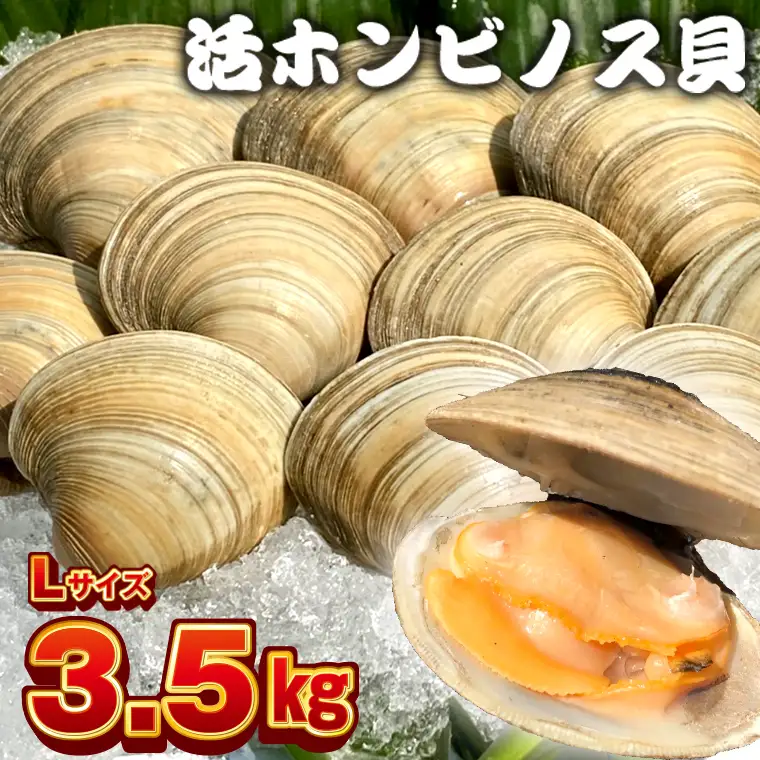 漁師直送！活ホンビノス貝3.5kg（Lサイズ）