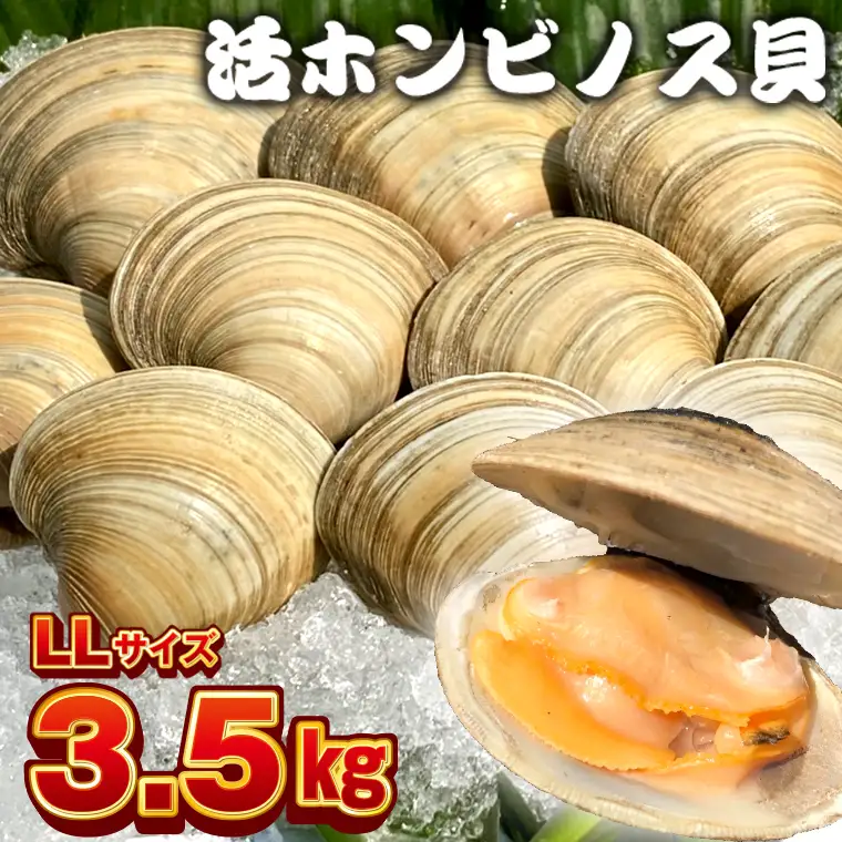 漁師直送！活ホンビノス貝3.5kg（LLサイズ）