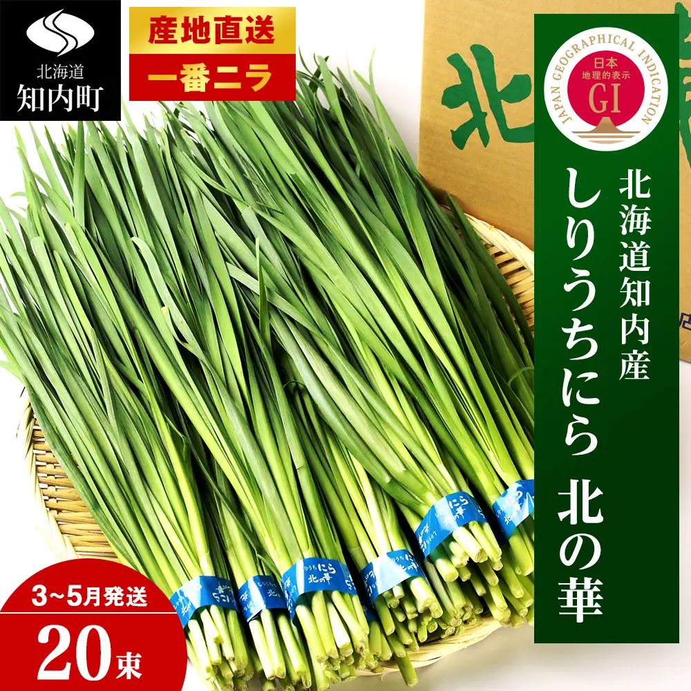 【2027年発送予約】 しりうちにら北の華 20束【JA新はこだて】