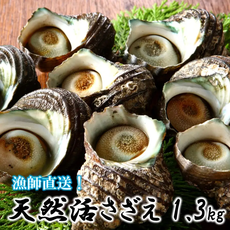 【冷蔵発送】漁師直送!天然活さざえ1.3kg_1067R