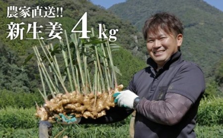 【先行予約・11月発送】 新生姜 4kg 高知県産 大容量 旬 国産 農家直送 秋ショウガ