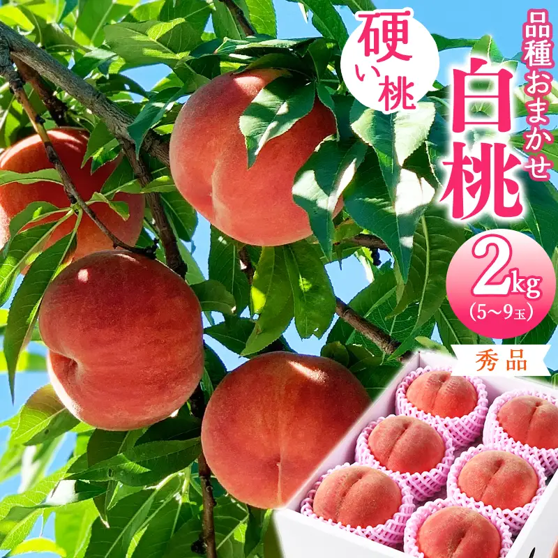 令和8年産 先行予約 有機質肥料栽培 硬めの 白桃  2kg（5～9玉） 秀品 品種おまかせ 山形県産 【2026年8月下旬頃～10月上旬頃発送予定】　012-B-AF008
