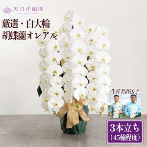 厳選・白大輪胡蝶蘭オレアル　3本立ち45輪程度（つぼみ含む）　【11100-0119】