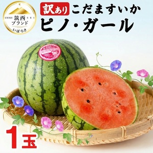 2027年先行受付 【 訳あり 】 こだますいか 「 ピノ・ガール 」 1玉