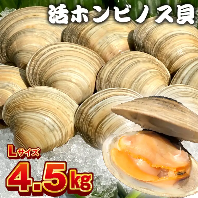 漁師直送！活ホンビノス貝4.5kg（Lサイズ）